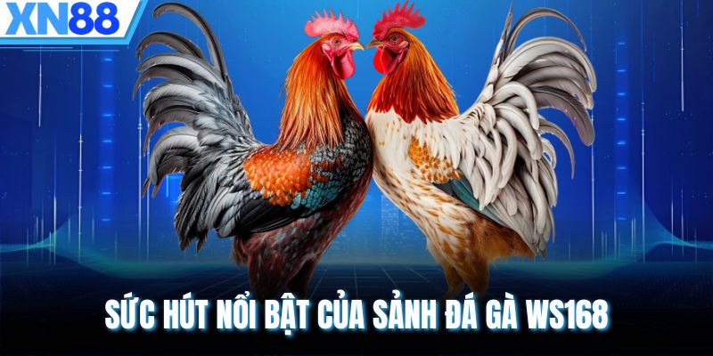 Sức hút nổi bật của sảnh đá gà WS168